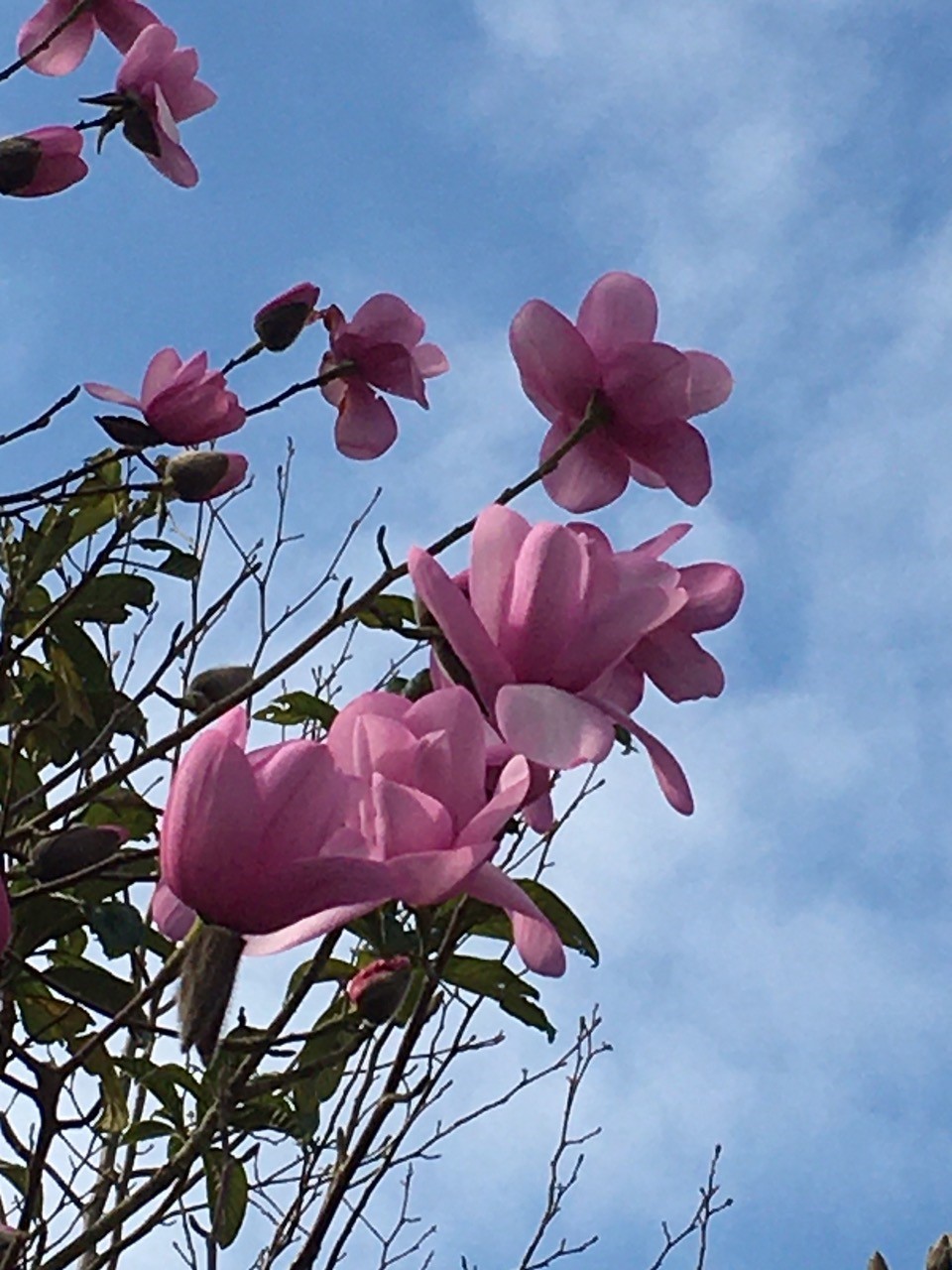 M. campbellii    0004